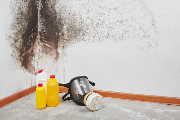 Best Mold Cleaning Services  in Lyons, KS