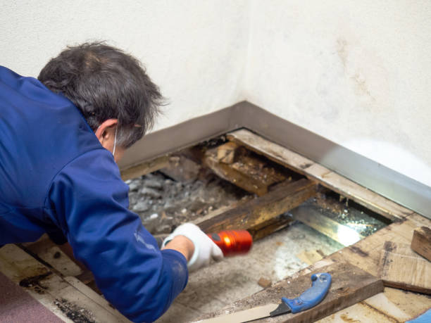 Best Certified Mold Removal  in Lyons, KS