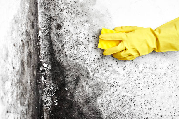 Best Office Mold Removal Services  in Lyons, KS