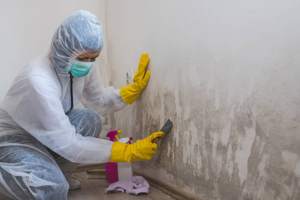 Best Mold Testing and Removal  in Lyons, KS