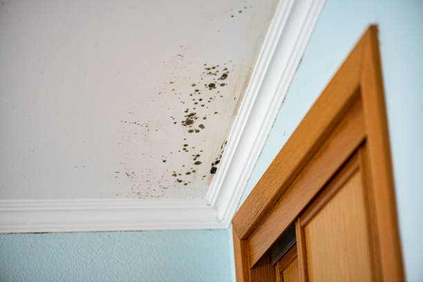 Best Emergency Mold Removal  in Lyons, KS