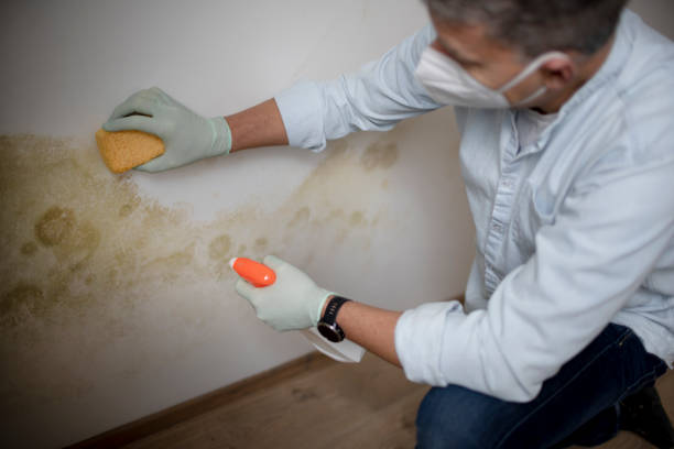 Best Affordable Mold Removal  in Lyons, KS