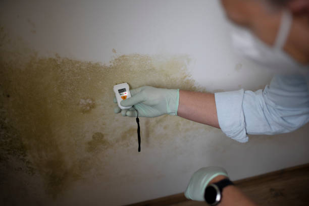 Best Black Mold Removal  in Lyons, KS