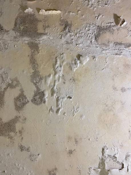 Best Home Mold Removal  in Lyons, KS
