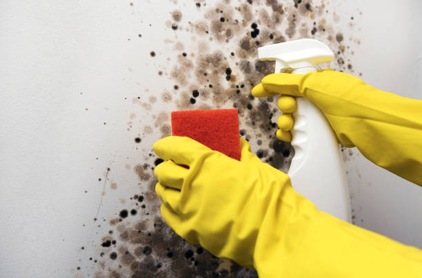 Mold Testing and Removal in Lyons, KS