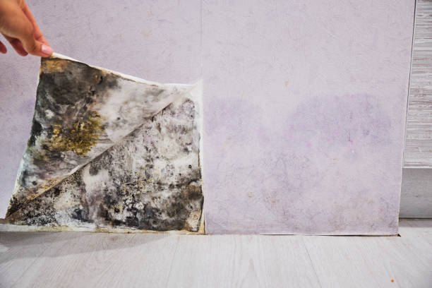 Attic Mold Removal in Lyons, KS